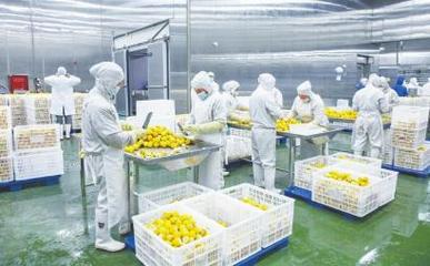 四川德順源食品股份 凍干食品出口繁忙，工人加緊生產(chǎn)迎海外市場(chǎng)